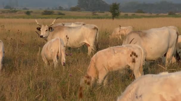 Longhorn Cows Grazing Field — ストック動画