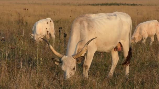 Longhorn Cows Grazing Field — 비디오