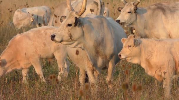 Langhorn Kühe Grasen Auf Einem Feld — Stockvideo