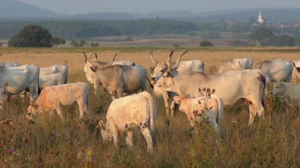 Longhorn Cows Grazing Field — Stok Video