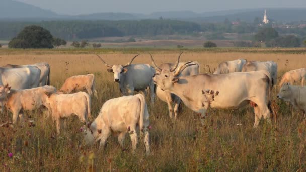 Longhorn Cows Grazing Field — Stok video