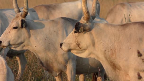 Longhorn Cows Grazing Field — Stock Video