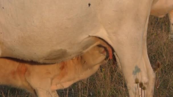 Het Kalf Zuigt Melk Van Koe Boerderij — Stockvideo