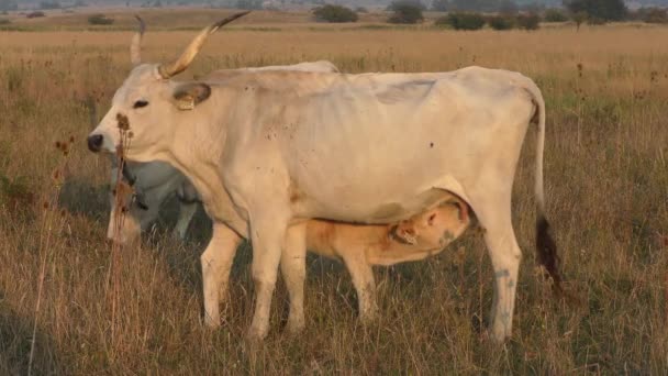 Calf Sucking Milk Cow Farm — Stockvideo