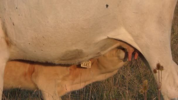 Tele vysává mléko z krávy na farmě.