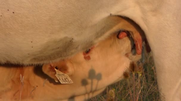 Μοσχάρι Ρουφάει Γάλα Από Την Αγελάδα Στη Φάρμα — Αρχείο Βίντεο