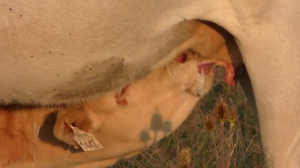 Cielę Wysysa Mleko Krowy Farmie — Wideo stockowe