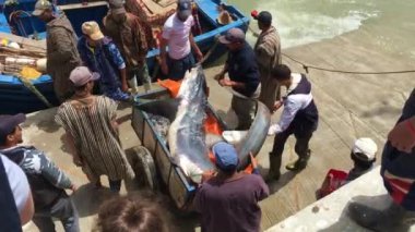 2018 'de Essaouira, Fas' ta köpekbalığı taşıyan kimliği belirsiz balıkçılar.