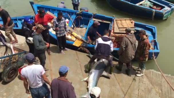 Pescadores Não Identificados Com Tubarão Essaouira Marrocos 2018 — Vídeo de Stock