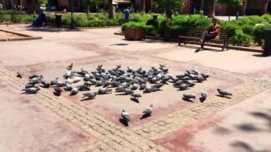 Marakeş, Fas sokaklarındaki güvercinlerin görüntüleri.