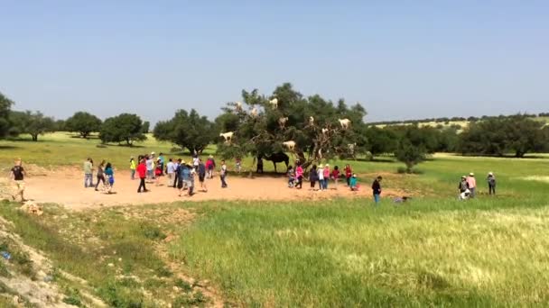 Unidentified People Watching Famous Trees Climbing Goats Morocco Road Connecting — 图库视频影像