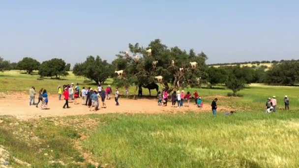 Невідомі Люди Дивляться Знаменитих Дерев Сходять Козлів Марокко Поруч Дорогою — стокове відео