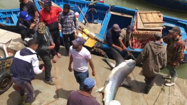 Oidentifierade Fiskare Med Haj Essaouira Marocko 2018 — Stockvideo