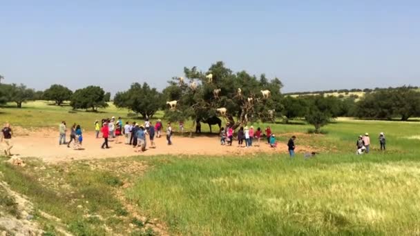 Неизвестные Люди Смотрят Знаменитые Деревья Лазающие Козам Марокко Рядом Дорогой — стоковое видео