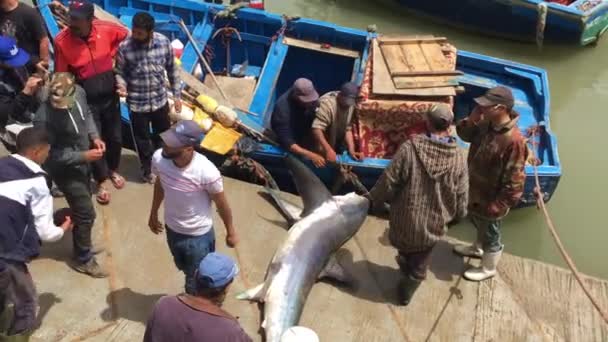 Pescadores Não Identificados Com Tubarão Essaouira Marrocos 2018 — Vídeo de Stock