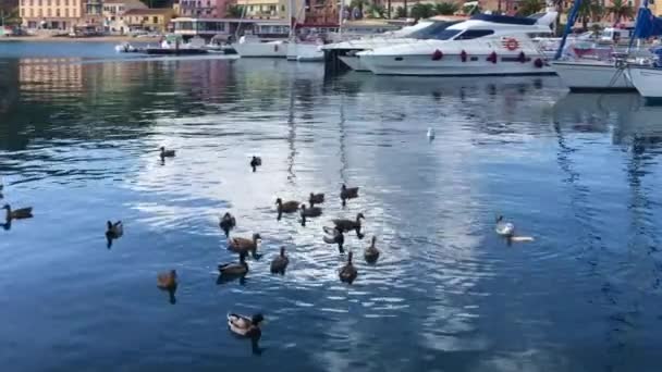 Záběry Přístavu Bastia Yacht Korsika Francie — Stock video