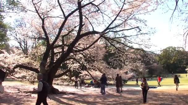 Tokyo Japan April Cherry Blossoms Festival Shinjuku Gyoen National Gardens — ストック動画