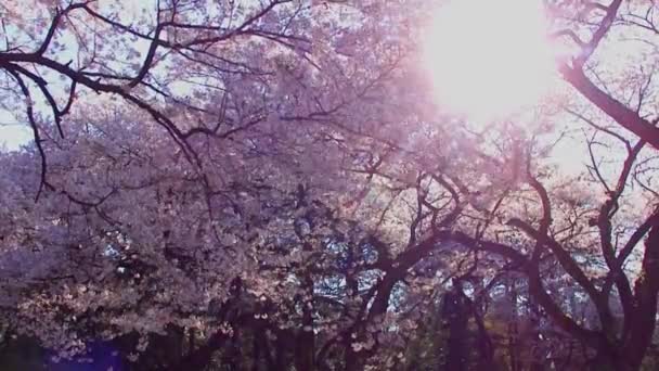 Cherry Blossoms Shinjuku Gyoen National Gardens Tokyo Japan Shinjuku Gyoen — ストック動画
