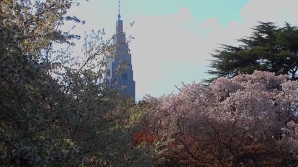 Cherry Blossoms Shinjuku Gyoen National Gardens Tokyo Japan Shinjuku Gyoen — 图库视频影像