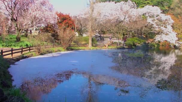 Tokyo Japan April Cherry Blossoms Festival Shinjuku Gyoen National Gardens — Stockvideo