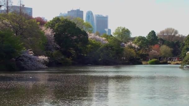 Tokyo Japan April Cherry Blossoms Festival Shinjuku Gyoen National Gardens — Vídeo de Stock