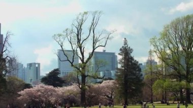 TOKYO, JAPAN - APRIL 4: Cherry blossoms festival in the Shinjuku Gyoen National Gardens on April 4, 2014 in Tokyo, Japan. Shinjuku Gyoen is a large park with an eminent garden in Shinjuku and Shibuya.