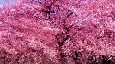 Cherry blossoms in the Shinjuku Gyoen National Gardens in Tokyo, Japan. Shinjuku Gyoen is a large park with an eminent garden in Shinjuku and Shibuya.