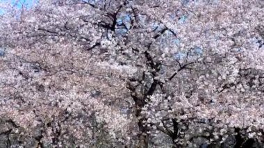 Cherry blossoms in the Shinjuku Gyoen National Gardens in Tokyo, Japan. Shinjuku Gyoen is a large park with an eminent garden in Shinjuku and Shibuya.