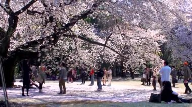 TOKYO, JAPAN - APRIL 4: Cherry blossoms festival in the Shinjuku Gyoen National Gardens on April 4, 2014 in Tokyo, Japan. Shinjuku Gyoen is a large park with an eminent garden in Shinjuku and Shibuya.