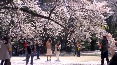 TOKYO, JAPAN - APRIL 4: Cherry blossoms festival in the Shinjuku Gyoen National Gardens on April 4, 2014 in Tokyo, Japan. Shinjuku Gyoen is a large park with an eminent garden in Shinjuku and Shibuya.