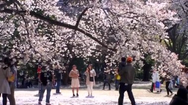 TOKYO, JAPAN - APRIL 4: Cherry blossoms festival in the Shinjuku Gyoen National Gardens on April 4, 2014 in Tokyo, Japan. Shinjuku Gyoen is a large park with an eminent garden in Shinjuku and Shibuya.