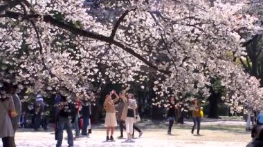 TOKYO, JAPAN - APRIL 4: Cherry blossoms festival in the Shinjuku Gyoen National Gardens on April 4, 2014 in Tokyo, Japan. Shinjuku Gyoen is a large park with an eminent garden in Shinjuku and Shibuya.