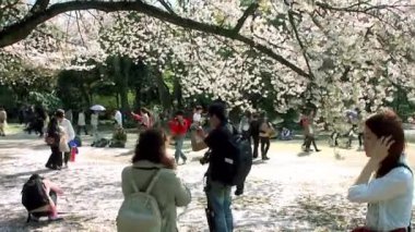 TOKYO, JAPAN - APRIL 4: Cherry blossoms festival in the Shinjuku Gyoen National Gardens on April 4, 2014 in Tokyo, Japan. Shinjuku Gyoen is a large park with an eminent garden in Shinjuku and Shibuya.