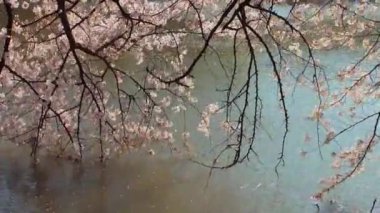 Cherry blossoms in the Shinjuku Gyoen National Gardens in Tokyo, Japan. Shinjuku Gyoen is a large park with an eminent garden in Shinjuku and Shibuya.