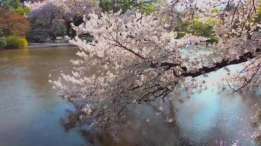 Cherry blossoms in the Shinjuku Gyoen National Gardens in Tokyo, Japan. Shinjuku Gyoen is a large park with an eminent garden in Shinjuku and Shibuya.