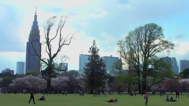 Tokyo Japan April Cherry Blossoms Festival Shinjuku Gyoen National Gardens — стоковое видео