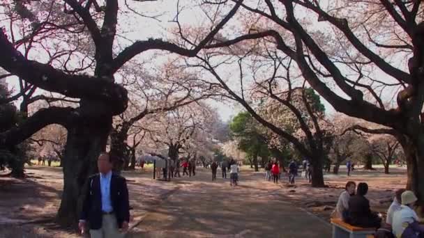 Tokyo Japan April Фестиваль Квітів Національному Саду Сіндзюку Жюен Квітня — стокове відео