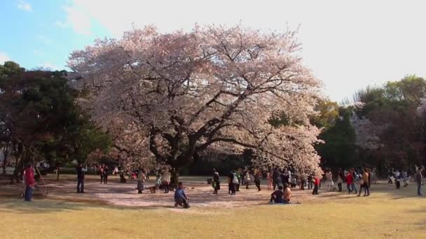 Tokyo Japan April Cherry Blossoms Festival Shinjuku Gyoen National Gardens — Stockvideo