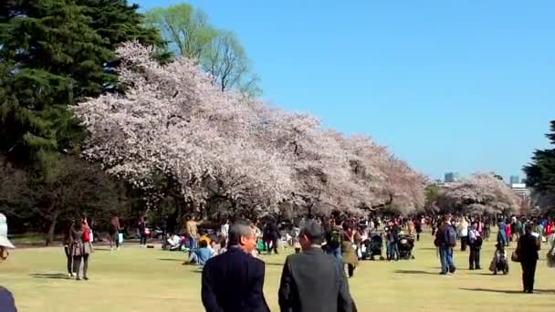 Tokyo Japan April Cherry Blossoms Festival Shinjuku Gyoen National Gardens — 비디오