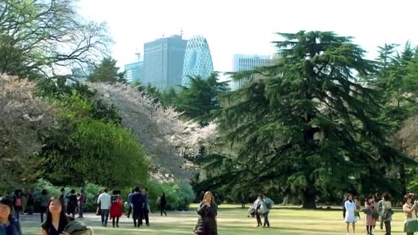 Tokyo Japan April Cherry Blossoms Festival Shinjuku Gyoen National Gardens — Stock Video