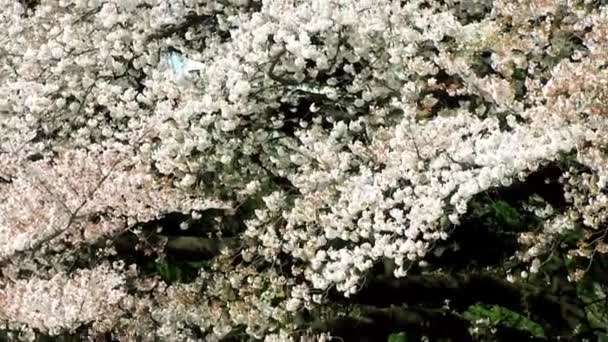 Cherry Blossoms Shinjuku Gyoen National Gardens Tokyo Japan Shinjuku Gyoen — Stockvideo