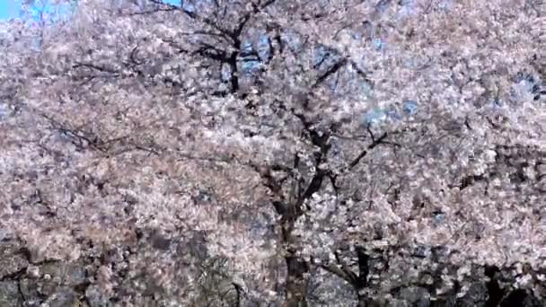 Cherry Blossoms Shinjuku Gyoen National Gardens Tokyo Japan Shinjuku Gyoen — Stockvideo