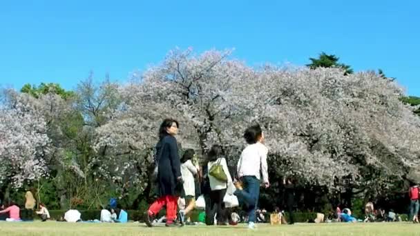 Tokyo Japan April Cherry Blossoms Festival Shinjuku Gyoen National Gardens — Stockvideo