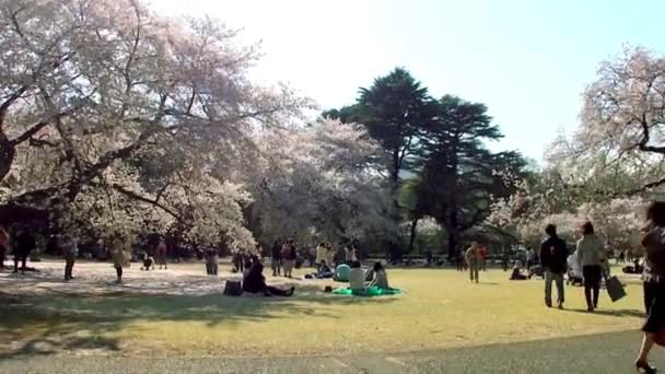 Tokyo Japan April Cherry Blossoms Festival Shinjuku Gyoen National Gardens — Stock Video