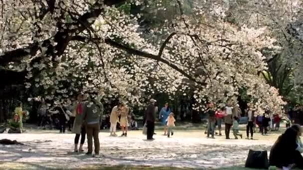 Tokyo Japan April Cherry Blossoms Festival Shinjuku Gyoen National Gardens — Stockvideo