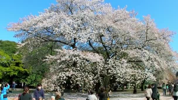 Tokyo Japan April Cherry Blossoms Festival Shinjuku Gyoen National Gardens — Stockvideo