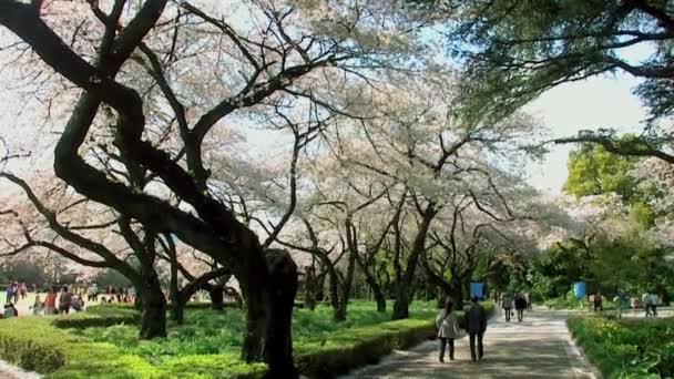 Tokyo Japan April Cherry Blossoms Festival Shinjuku Gyoen National Gardens — Vídeo de Stock