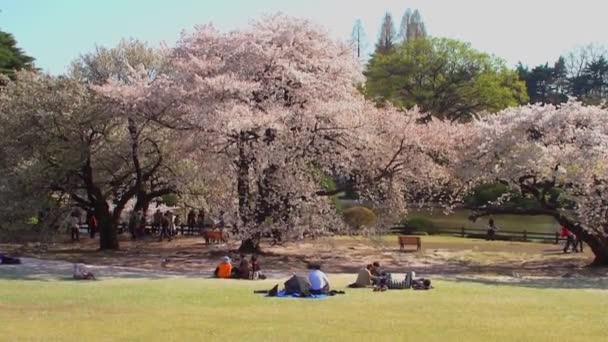 Tokyo Japan April Cherry Blossoms Festival Shinjuku Gyoen National Gardens — Stock video