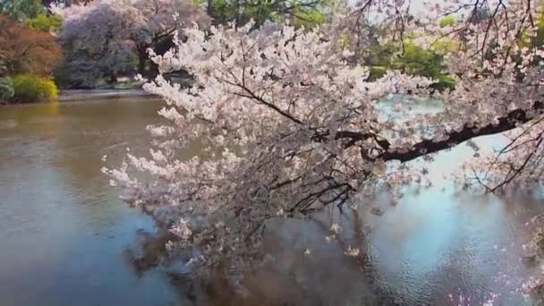 Cherry Blossoms Shinjuku Gyoen National Gardens Tokyo Japan Shinjuku Gyoen — Stock video