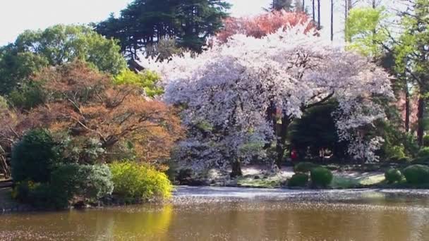 Tokyo Japan April Cherry Blossoms Festival Shinjuku Gyoen National Gardens — Stock Video